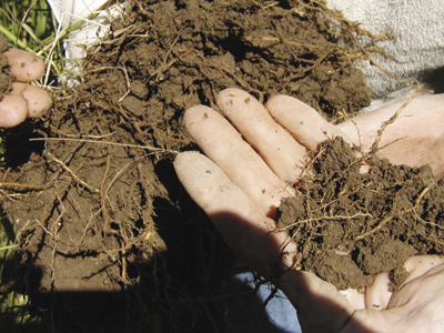 Photo shows roots holding and protecting the soil.